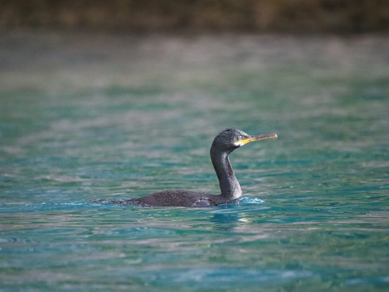 cormoran