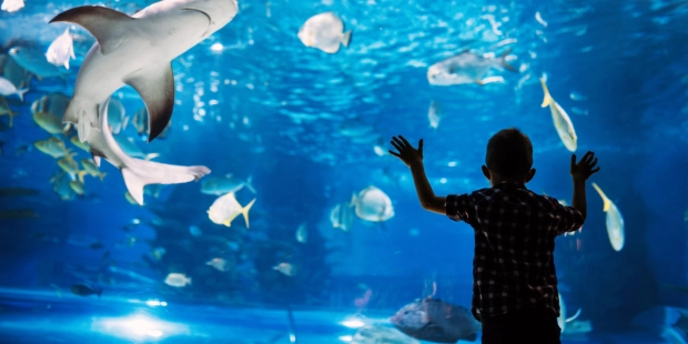 A programme of events not to be missed at the Oceanographic Museum for the All Saints' Day holidays!