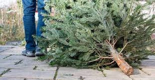 Dépose Sapins