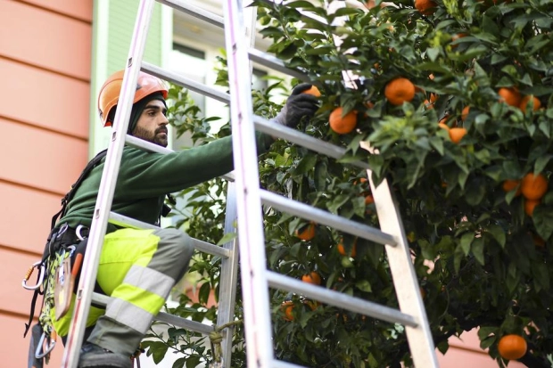 Distribution de la cueillette annuelle des oranges amères de la Principauté