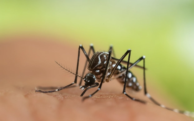 Call for vigilance regarding tiger mosquito